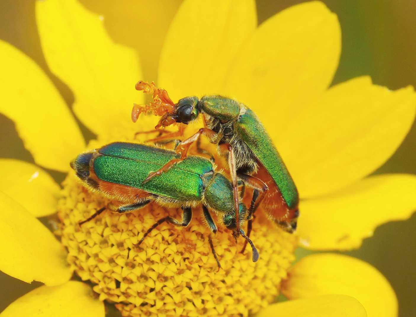 Cerocoma scheberi (Meloidae): corteggiamento e basta